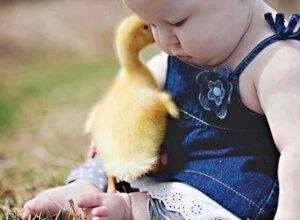 Baby-and-her-duckling-friend-resizecrop–