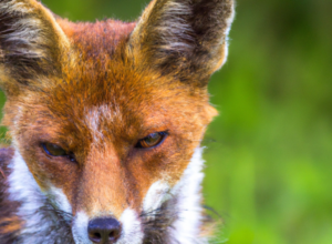 DALL·E 2022-07-29 23.58.48 – THE FOX