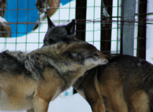 DALL·E 2022-07-30 00.05.36 – THE WOLVES AND THE DOGS