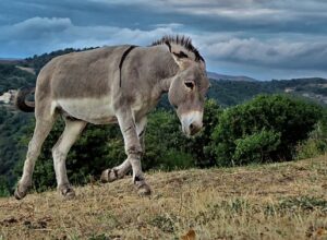 EL CAMPESINO Y EL BURRO