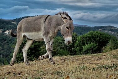 El campesino y el burro