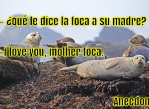 ¿Qué le dice la foca a su madre?