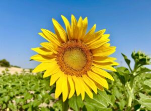 La inflorescencia del girasol
