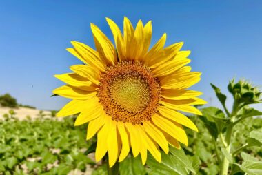 La inflorescencia del girasol