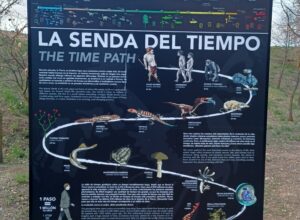 La senda del tiempo (Museo Paleontológico de Castilla-La Mancha, Cuenca)