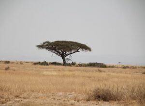 africa-g90d7ff247_640