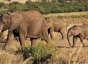 african-elephant-4889366_640