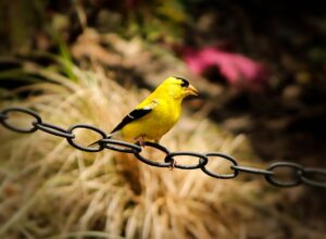 american-goldfinch-170602_640