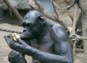 ape-g78fede28c_640