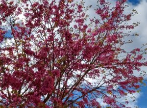 Árboles en primavera