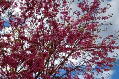 Árboles en primavera