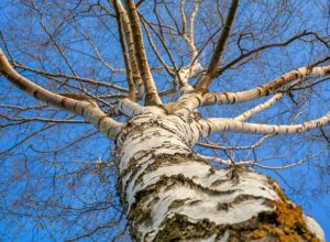 birch-4108669_640