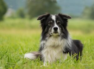 border-collie-g1e014ffc8_640