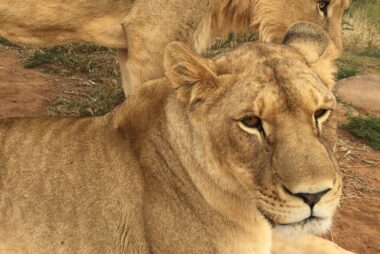 Viaje a Boskoppie Lion And Tiger Reserve (Kroonstad, Sudáfrica)