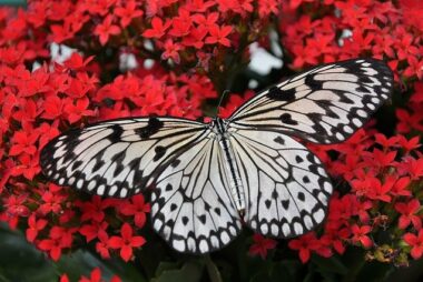 La mariposa que no podía volar