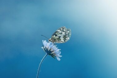 El hombre y la mariposa (exigir para enseñar) – Inglés y Español