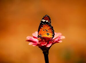 butterfly-2656624_640