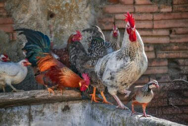 7 Cosas que Aprender del Gallo