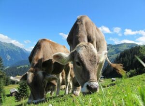 cows-203460_640