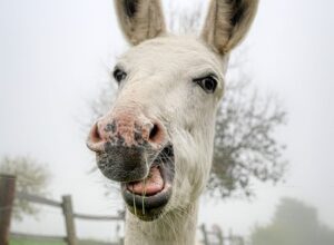 donkey-5622899_640