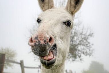 La miel no está hecha para la boca del asno