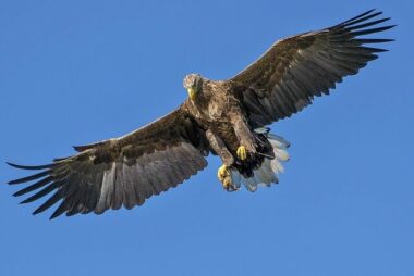 El águila y el cuervo