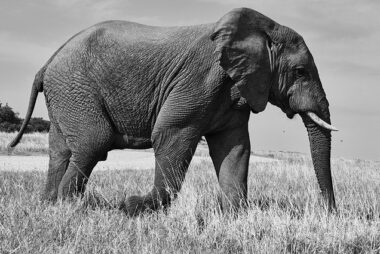 Los ciegos se encuentran con un elefante