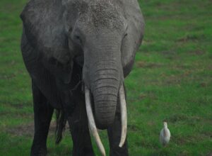 THE ELEPHANT AND THE THRUSH