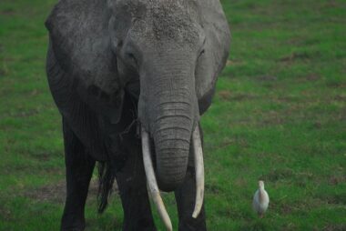 EL OJO DEL ELEFANTE