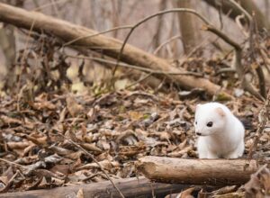 ermine-g52e7fc69c_640
