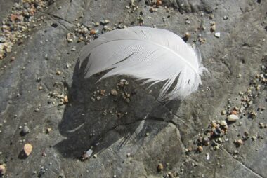 La pluma blanca (Calumnia)