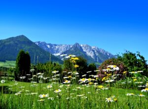 flower-meadow-2374841_640