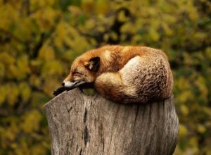 fox-1284512_640