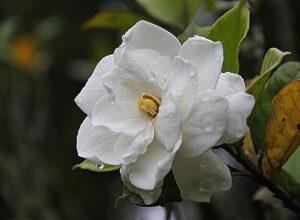 La gardenia blanca