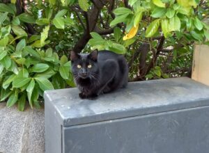 gato negro anecdonet