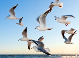 gulls-g74057567c_640