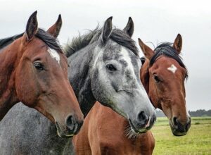 horses-1414889_640