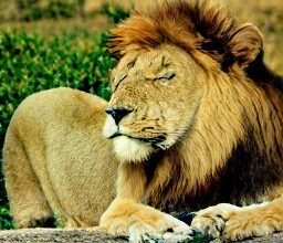 lion love