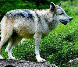 lobo