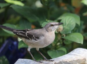 mockingbird-5798334_640