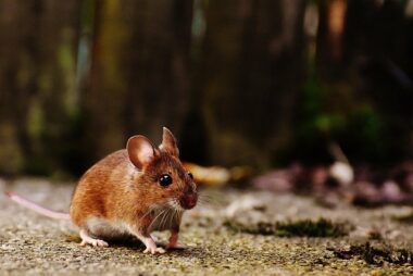 El Ratón que descubrió el secreto del equilibrio cósmico