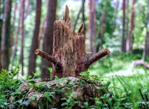 nature-3442159_640