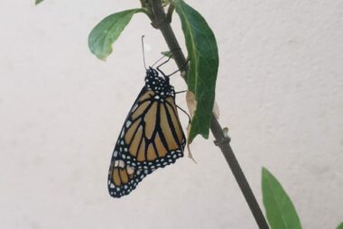 ¿Qué es la metamorfosis?