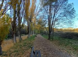 otoño arboles 1