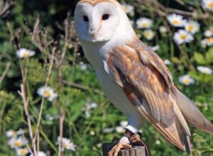 owl-gf5d07ae6c_640