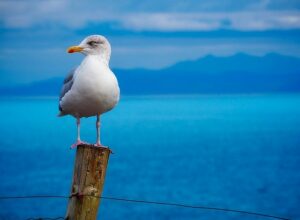 seagull-1900657_640