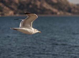 seagull-gc63fcf50e_640