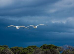 seagulls-g16c7c5996_640