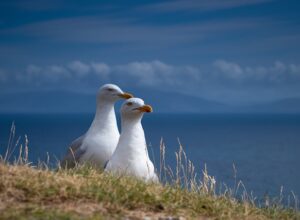 seagulls-g453f72acf_640