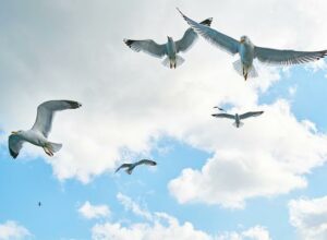 seagulls-ge0d1e2315_640